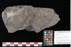 Foto (Objekt + Etikett) von Blechnum sp.  (NHMW-GEO-2024-0188-10530)